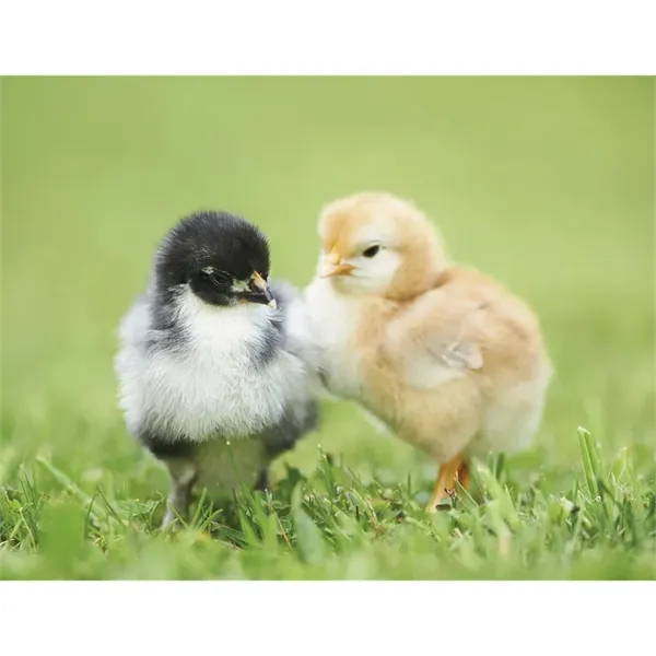 Good Value™ Baby Farm Animals - Stapled Calendar - Good Value™ Baby Farm Animals - Stapled Calendar - Image 24 of 31