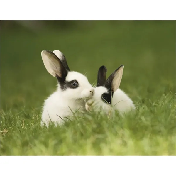 Good Value™ Baby Farm Animals - Stapled Calendar - Good Value™ Baby Farm Animals - Stapled Calendar - Image 29 of 31