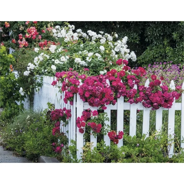 Good Value™ Garden Walk - Stapled Calendar - Good Value™ Garden Walk - Stapled Calendar - Image 25 of 31