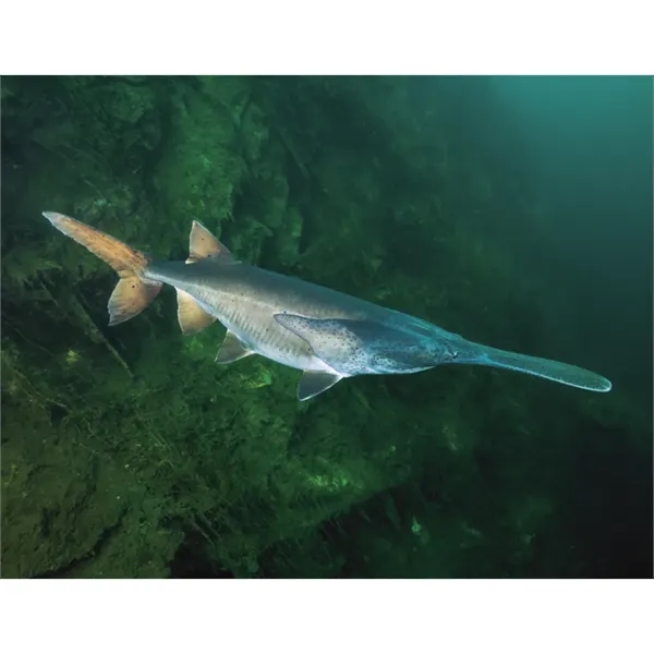 Good Value™ Fishing - Stapled Calendar - Good Value™ Fishing - Stapled Calendar - Image 24 of 31