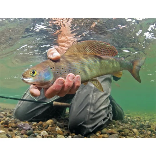 Good Value™ Fishing - Stapled Calendar - Good Value™ Fishing - Stapled Calendar - Image 27 of 31