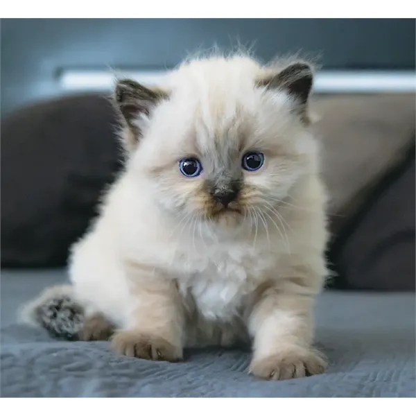 Good Value™ Puppies & Kittens - Mini Calendar - Good Value™ Puppies & Kittens - Mini Calendar - Image 20 of 30