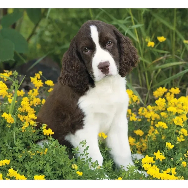 Good Value™ Puppies & Kittens - Mini Calendar - Good Value™ Puppies & Kittens - Mini Calendar - Image 22 of 30