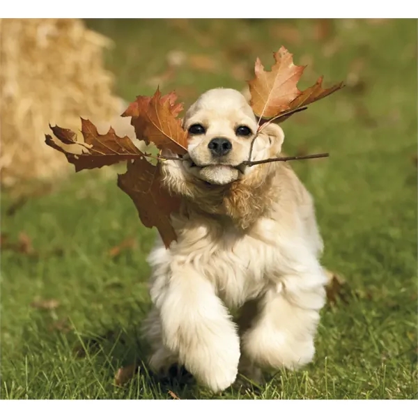 Good Value™ Puppies & Kittens - Mini Calendar - Good Value™ Puppies & Kittens - Mini Calendar - Image 28 of 30