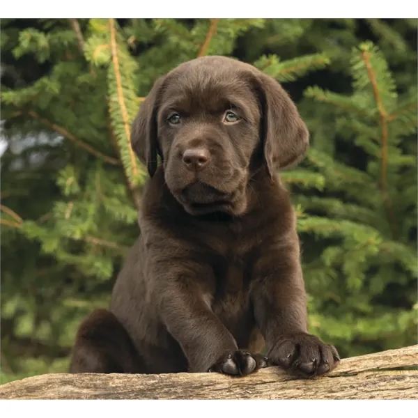 Good Value™ Puppies & Kittens - Mini Calendar - Good Value™ Puppies & Kittens - Mini Calendar - Image 30 of 30