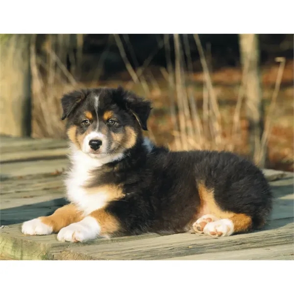 Products Four Paws Appointment Calendar - Stapled - Products Four Paws Appointment Calendar - Stapled - Image 23 of 35