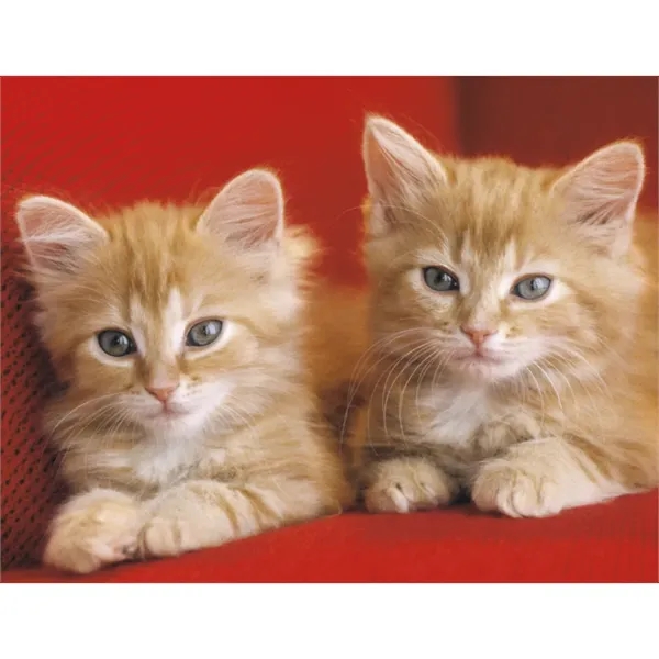 Products Four Paws Appointment Calendar - Stapled - Products Four Paws Appointment Calendar - Stapled - Image 25 of 35