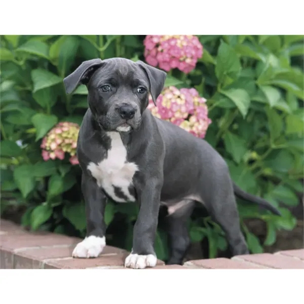 Products Four Paws Appointment Calendar - Stapled - Products Four Paws Appointment Calendar - Stapled - Image 26 of 35