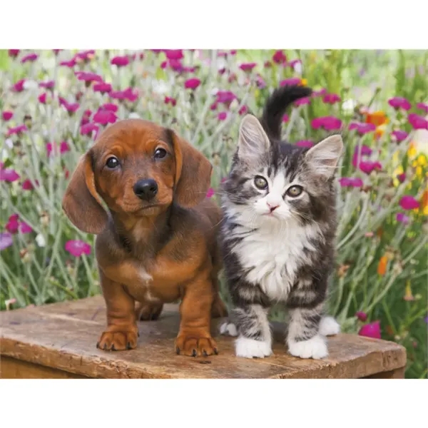 Products Four Paws Appointment Calendar - Stapled - Products Four Paws Appointment Calendar - Stapled - Image 27 of 35