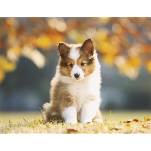 Products Four Paws Appointment Calendar - Stapled - Products Four Paws Appointment Calendar - Stapled - Image 34 of 35