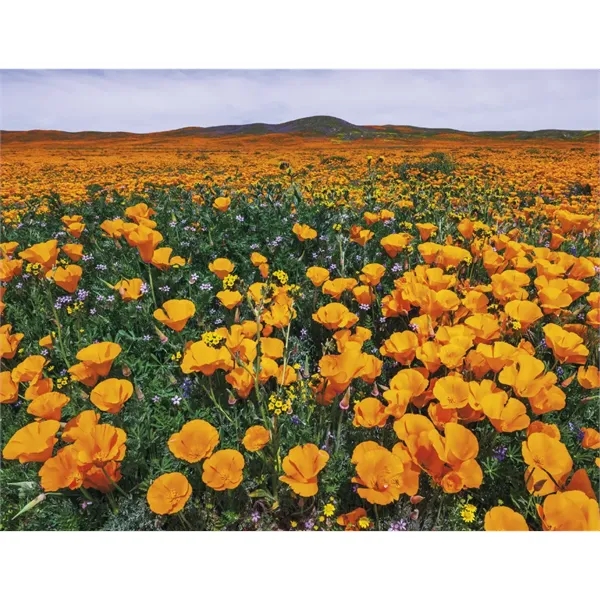 Products California Appointment Calendar - Stapled - Products California Appointment Calendar - Stapled - Image 23 of 31