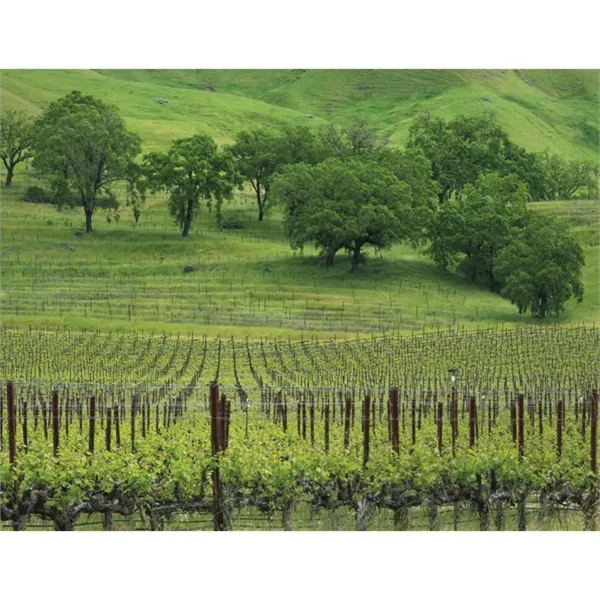 Products California Appointment Calendar - Stapled - Products California Appointment Calendar - Stapled - Image 25 of 31