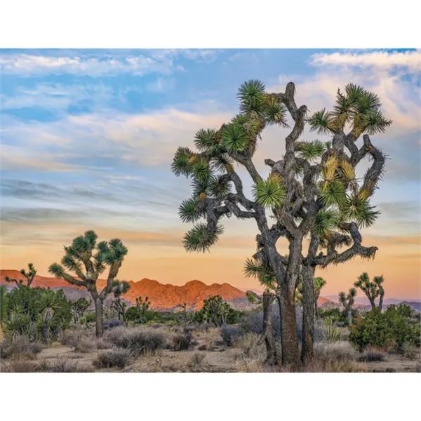 Products California Appointment Calendar - Stapled - Products California Appointment Calendar - Stapled - Image 29 of 31