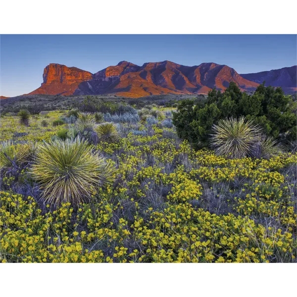 Products Texas Appointment Calendar - Stapled - Products Texas Appointment Calendar - Stapled - Image 20 of 31