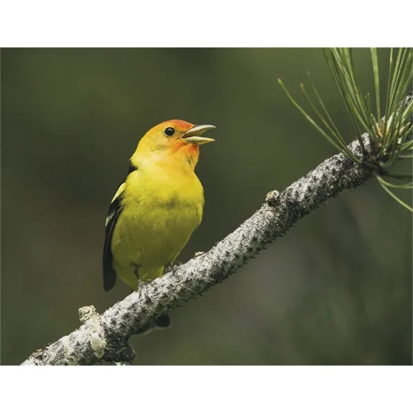 Products Songbirds Appointment Calendar - Stapled - Products Songbirds Appointment Calendar - Stapled - Image 19 of 31