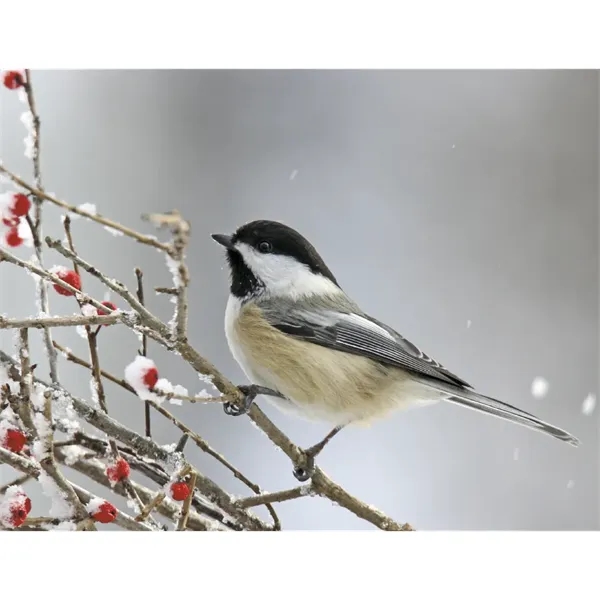 Products Songbirds Appointment Calendar - Stapled - Products Songbirds Appointment Calendar - Stapled - Image 21 of 31