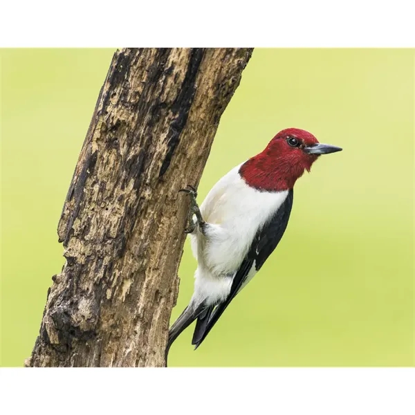 Products Songbirds Appointment Calendar - Stapled - Products Songbirds Appointment Calendar - Stapled - Image 22 of 31