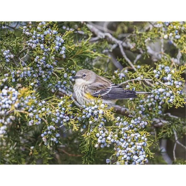 Products Songbirds Appointment Calendar - Stapled - Products Songbirds Appointment Calendar - Stapled - Image 23 of 31