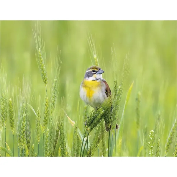 Products Songbirds Appointment Calendar - Stapled - Products Songbirds Appointment Calendar - Stapled - Image 24 of 31