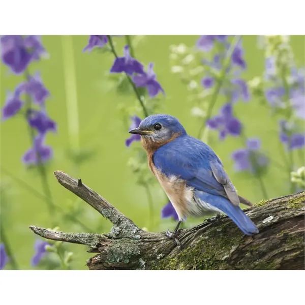 Products Songbirds Appointment Calendar - Stapled - Products Songbirds Appointment Calendar - Stapled - Image 25 of 31