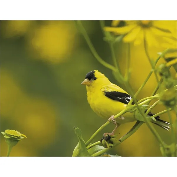 Products Songbirds Appointment Calendar - Stapled - Products Songbirds Appointment Calendar - Stapled - Image 26 of 31