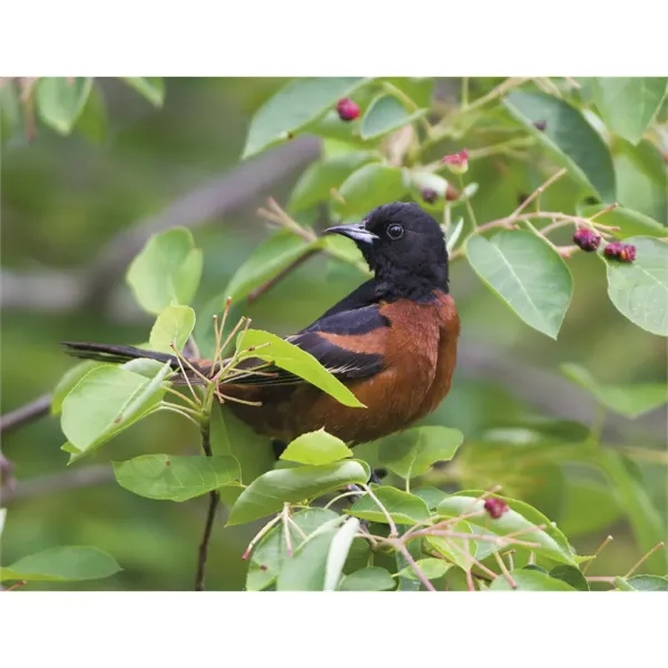 Products Songbirds Appointment Calendar - Stapled - Products Songbirds Appointment Calendar - Stapled - Image 28 of 31