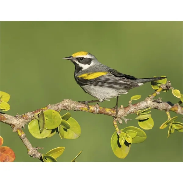 Products Songbirds Appointment Calendar - Stapled - Products Songbirds Appointment Calendar - Stapled - Image 29 of 31