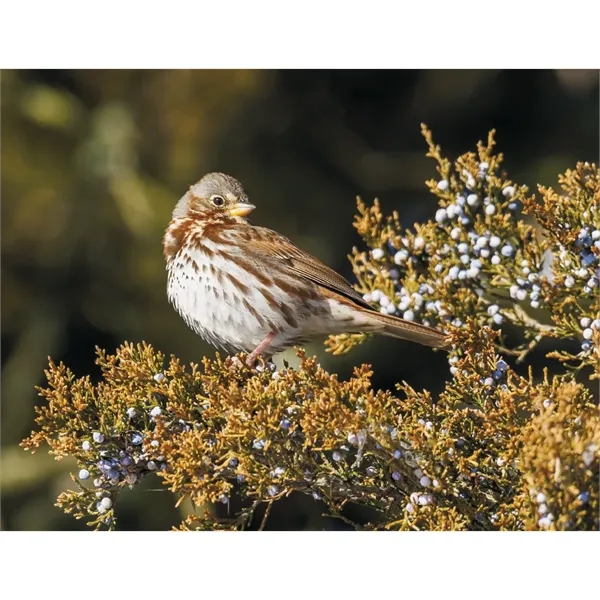 Products Songbirds Appointment Calendar - Stapled - Products Songbirds Appointment Calendar - Stapled - Image 30 of 31