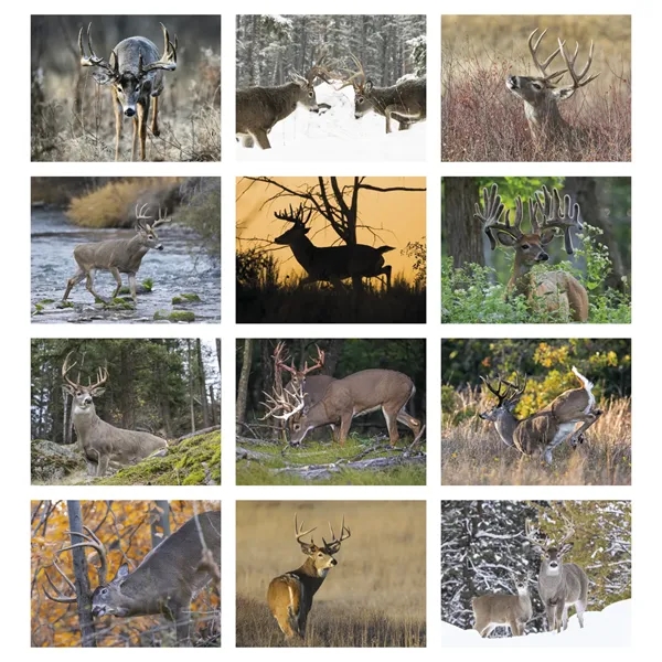 Products Trophy Whitetail Deer Appointment Calendar - Sta... - Products Trophy Whitetail Deer Appointment Calendar - Sta... - Image 8 of 31