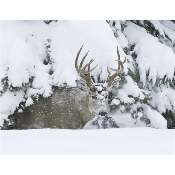 Products Trophy Whitetail Deer Appointment Calendar - Sta... - Products Trophy Whitetail Deer Appointment Calendar - Sta... - Image 19 of 31