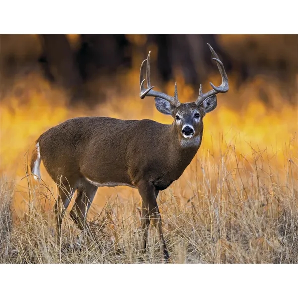 Products Trophy Whitetail Deer Appointment Calendar - Sta... - Products Trophy Whitetail Deer Appointment Calendar - Sta... - Image 22 of 31