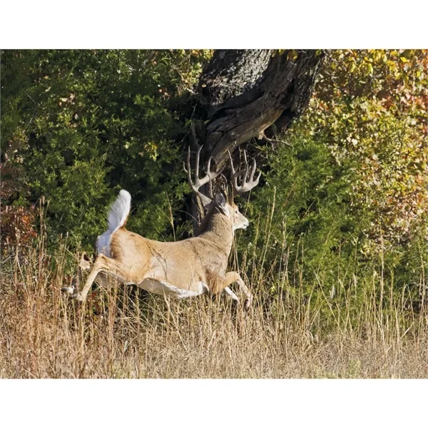 Products Trophy Whitetail Deer Appointment Calendar - Sta... - Products Trophy Whitetail Deer Appointment Calendar - Sta... - Image 23 of 31