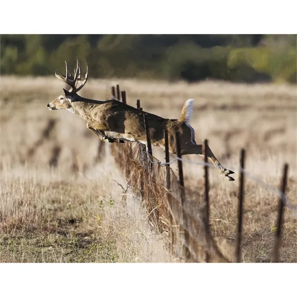 Products Trophy Whitetail Deer Appointment Calendar - Sta... - Products Trophy Whitetail Deer Appointment Calendar - Sta... - Image 27 of 31