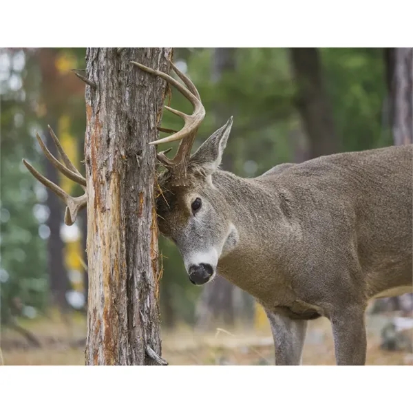 Products Trophy Whitetail Deer Appointment Calendar - Sta... - Products Trophy Whitetail Deer Appointment Calendar - Sta... - Image 28 of 31