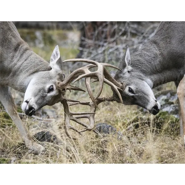 Products Trophy Whitetail Deer Appointment Calendar - Sta... - Products Trophy Whitetail Deer Appointment Calendar - Sta... - Image 30 of 31
