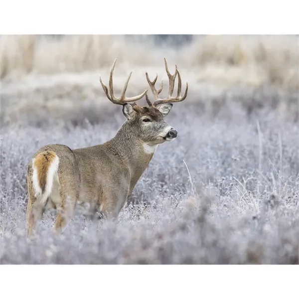 Products Trophy Whitetail Deer Appointment Calendar - Sta... - Products Trophy Whitetail Deer Appointment Calendar - Sta... - Image 31 of 31