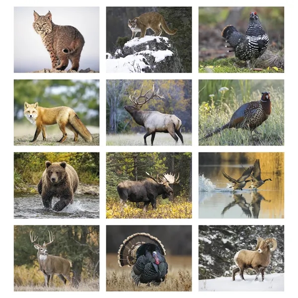 Good Value™ Wildlife Portraits - Spiral Calendar - Good Value™ Wildlife Portraits - Spiral Calendar - Image 3 of 31