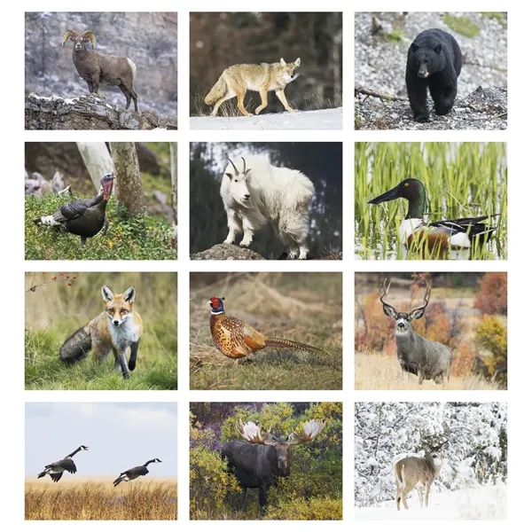 Good Value™ Wildlife Portraits - Spiral Calendar - Good Value™ Wildlife Portraits - Spiral Calendar - Image 7 of 31