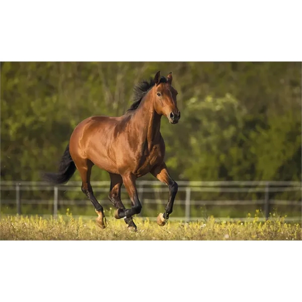 Triumph® Calendars Farm Pocket Calendar - Triumph® Calendars Farm Pocket Calendar - Image 43 of 57