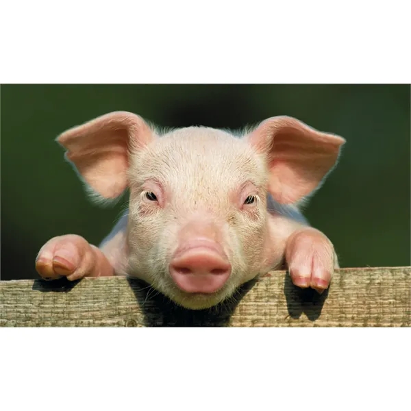 Triumph® Calendars Farm Pocket Calendar - Triumph® Calendars Farm Pocket Calendar - Image 47 of 57