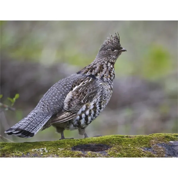 Triumph® Calendars Sportsman Calendar - Triumph® Calendars Sportsman Calendar - Image 23 of 31