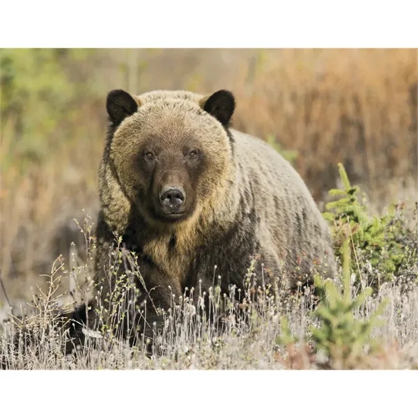 Triumph® Calendars Sportsman Calendar - Triumph® Calendars Sportsman Calendar - Image 24 of 31