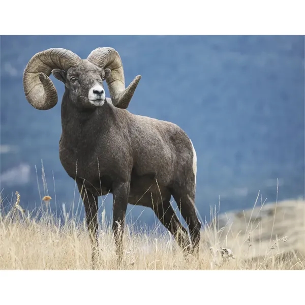 Triumph® Calendars Sportsman Calendar - Triumph® Calendars Sportsman Calendar - Image 26 of 31