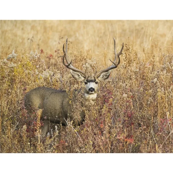 Triumph® Calendars Sportsman Calendar - Triumph® Calendars Sportsman Calendar - Image 28 of 31