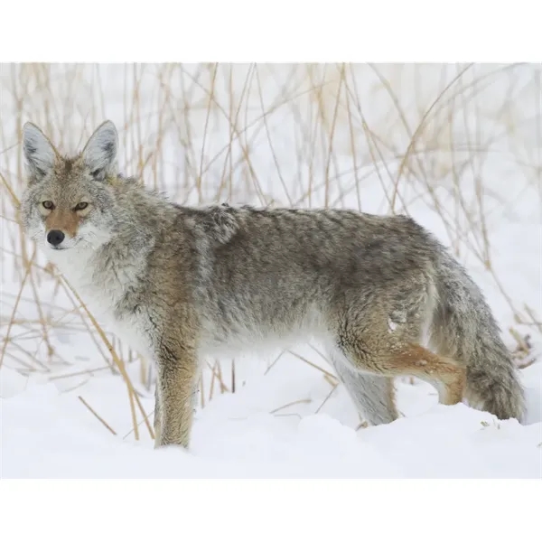 Triumph® Calendars Sportsman Calendar - Triumph® Calendars Sportsman Calendar - Image 31 of 31