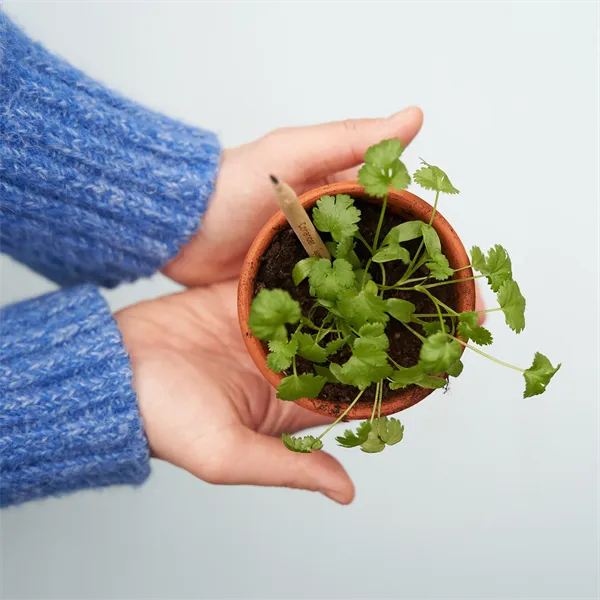 SproutWorld™ Pencil - SproutWorld™ Pencil - Image 13 of 20