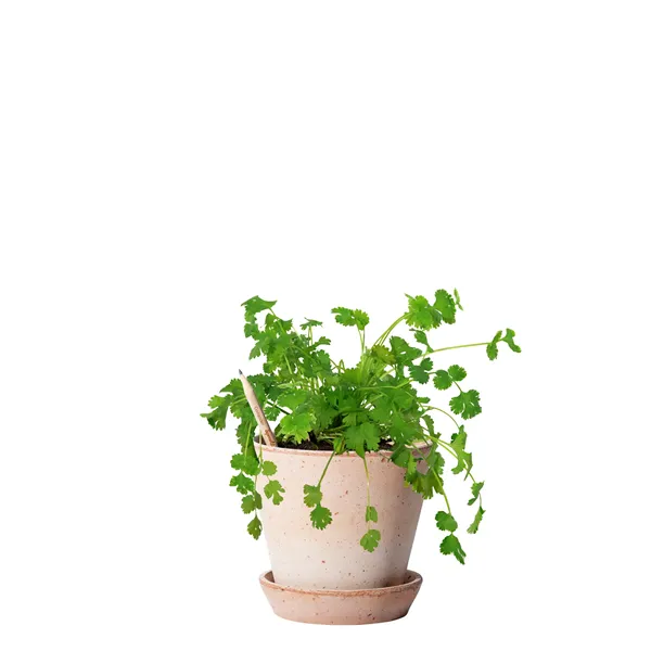 SproutWorld™ Pencil - SproutWorld™ Pencil - Image 18 of 20