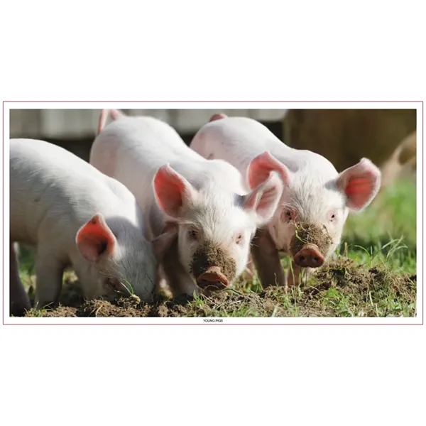 Skinner & Kennedy™ Large Everyday Farm Memo - Skinner & Kennedy™ Large Everyday Farm Memo - Image 56 of 86