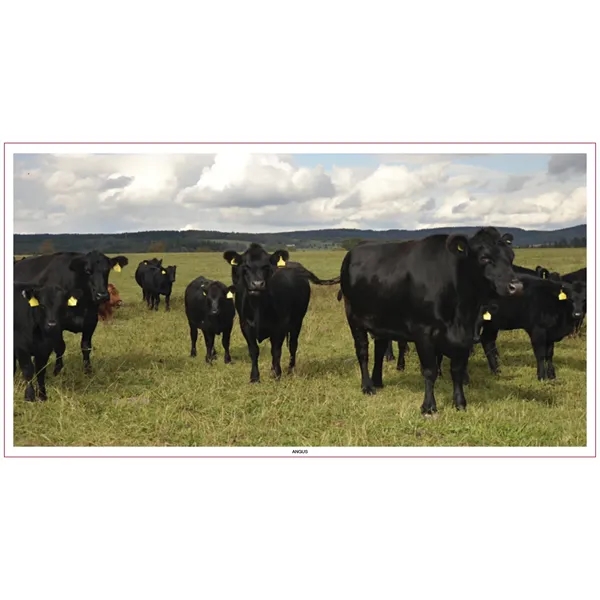 Skinner & Kennedy™ Large Everyday Farm Memo - Skinner & Kennedy™ Large Everyday Farm Memo - Image 57 of 86