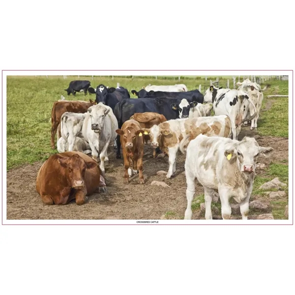 Skinner & Kennedy™ Large Everyday Farm Memo - Skinner & Kennedy™ Large Everyday Farm Memo - Image 60 of 86